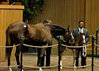 Outlook Brighter at Keeneland January Sale Outlook Brighter at Keeneland January Sale