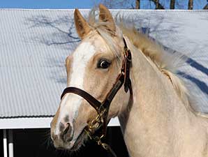 Palomino Filly Arrives at Keeneland Palomino Filly Arrives at Keeneland