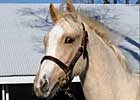 Palomino Filly Arrives at Keeneland