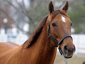 Azeri, 'Fashion' at Keeneland to Sell Azeri, 'Fashion' at Keeneland to Sell