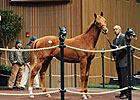 Candy Ride Colt Brings $300,000 at Keeneland
