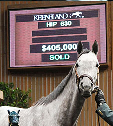 Alpha Kitten Hammered Down for $405,000 Alpha Kitten Hammered Down for $405,000