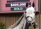 Alpha Kitten Hammered Down for $405,000 Alpha Kitten Hammered Down for $405,000
