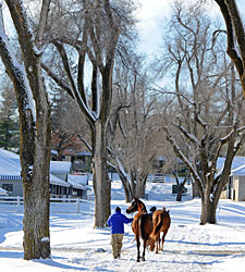 Keeneland Jan. Sale Set to Kick Off 5-Day Run Keeneland Jan. Sale Set to Kick Off 5-Day Run