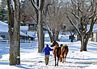 Keeneland Jan. Sale Set to Kick Off 5-Day Run Keeneland Jan. Sale Set to Kick Off 5-Day Run