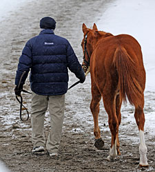 Gross, Average Rebound at Keeneland Jan. Sale Gross, Average Rebound at Keeneland Jan. Sale