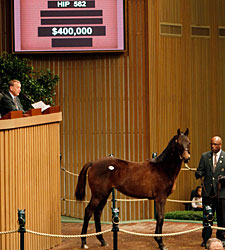 Empire Maker Filly is Top Yearling at $400K Empire Maker Filly is Top Yearling at $400K