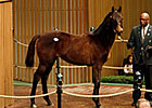 Empire Maker Filly is Top Yearling at $400K