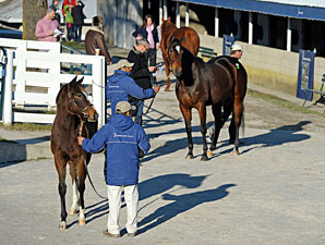 Keeneland January Sale Ends With Major Gains Keeneland January Sale Ends With Major Gains
