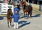 Keeneland January Sale Ends With Major Gains Keeneland January Sale Ends With Major Gains