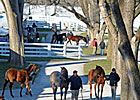 Yearlings Lead Way on Day 3 of Keeneland Sale Yearlings Lead Way on Day 3 of Keeneland Sale