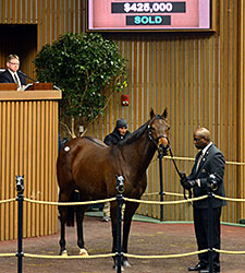 Flotilla's Half Sister Sells for $425,000 Flotilla's Half Sister Sells for $425,000