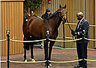 Flotilla's Half Sister Sells for $425,000 Flotilla's Half Sister Sells for $425,000