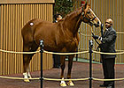 Vyjack's Dam Sells for $750,000 at Keeneland Vyjack's Dam Sells for $750,000 at Keeneland