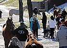 Keeneland Hopes Momentum Continues in January Keeneland Hopes Momentum Continues in January