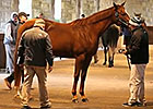 Keeneland January Sale Wrap: Day 4