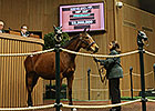Keeneland January Sale Ends With Declines Keeneland January Sale Ends With Declines