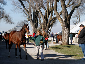 Keeneland January Sale Gross Exceeds $30M Keeneland January Sale Gross Exceeds $30M