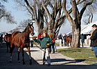 Keeneland January Sale Gross Exceeds $30M Keeneland January Sale Gross Exceeds $30M