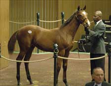 Weanlings Steal Show During Day Two of Keeneland November Breeding Stock Sale Weanlings Steal Show During Day Two of Keeneland November Breeding Stock Sale