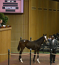 Dell Ridge Lands Galileo Weanling for $475K Dell Ridge Lands Galileo Weanling for $475K