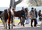 Worldly Co-Topper at Keeneland November Day 7 Worldly Co-Topper at Keeneland November Day 7