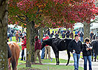Keeneland Nov. Sale Sees More Gains Keeneland Nov. Sale Sees More Gains