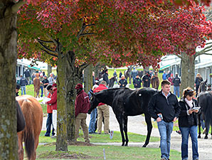 Keeneland Nov. Sale Sees More Gains Keeneland Nov. Sale Sees More Gains