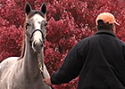 Keeneland November 2014: Day 3 Recap Keeneland November 2014: Day 3 Recap