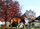 Central Banker Leads Keeneland Session Central Banker Leads Keeneland Session