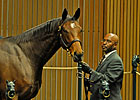 Get Rich Quick, Weanling Shine at Keeneland Get Rich Quick, Weanling Shine at Keeneland