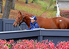 Trappe Shot Weanling Tops Keeneland November Trappe Shot Weanling Tops Keeneland November