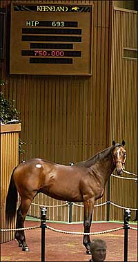 Giant's Causeway, Monarchos Colts Top Heated Wednesday Session Giant's Causeway, Monarchos Colts Top Heated Wednesday Session