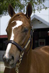 Keeneland's Hot Horses: Monday's Select Session