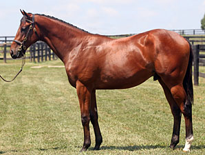 Bernardini Colt Lights Up Keeneland Board Bernardini Colt Lights Up Keeneland Board