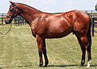 Bernardini Colt Lights Up Keeneland Board Bernardini Colt Lights Up Keeneland Board