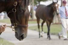 Keeneland November Sale Will Have Record Numbers Keeneland November Sale Will Have Record Numbers