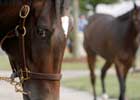 Keeneland November Sale Will Have Record Numbers