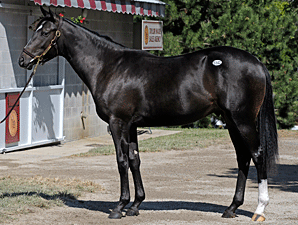 Storm Cat-Fleet Indian Colt Brings $2,050,000 Storm Cat-Fleet Indian Colt Brings $2,050,000