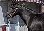 Storm Cat-Fleet Indian Colt Brings $2,050,000
