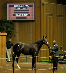 Keeneland Sale Continues Downward Spiral Keeneland Sale Continues Downward Spiral