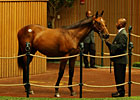 Dynaformer Colt is Tops Early at $610,000