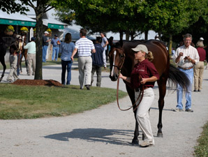 Session 1: September Sale's Prospective Stars Session 1: September Sale's Prospective Stars