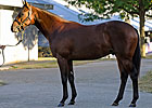 Sheikh Hamdan Seeking Grass Runners at Sale Sheikh Hamdan Seeking Grass Runners at Sale