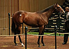 Malibu Moon Filly Brings $700,000
