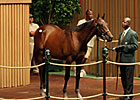 $625,000 Bernardini Colt at Keeneland Sale
