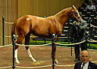 Kellys Buy Tapit Colt for $650,000
