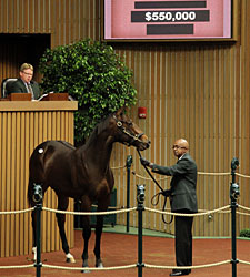 Giant's Causeway Colt Tops Early at Keeneland Giant's Causeway Colt Tops Early at Keeneland