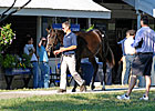 Keeneland September Sale Resilient So Far Keeneland September Sale Resilient So Far