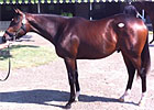 Keeneland September - Hip 183 by Malibu Moon Keeneland September - Hip 183 by Malibu Moon
